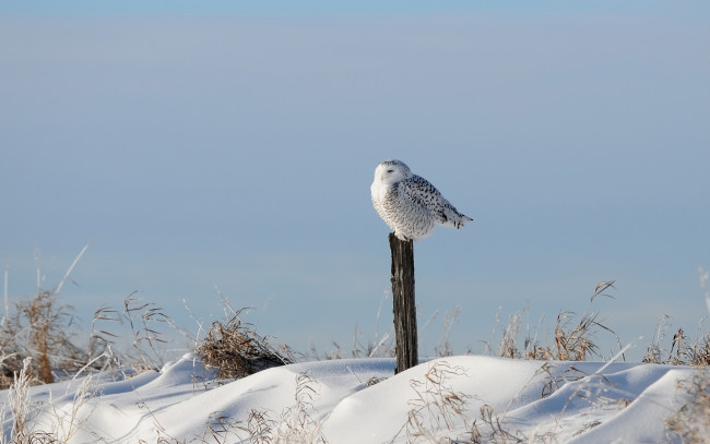 Обои картинки фото животные, совы, снег, трава, зима, столб, птица, сова