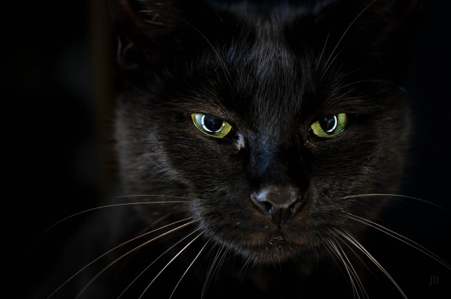 Обои картинки фото животные, коты, глаза, черный