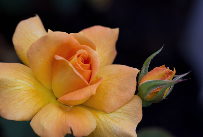 Обои картинки фото цветы, розы, лепестки, желтый, бутон
