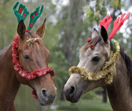 Картинка животные лошади забавные праздник