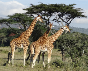 обоя животные, жирафы, саванна, растительность