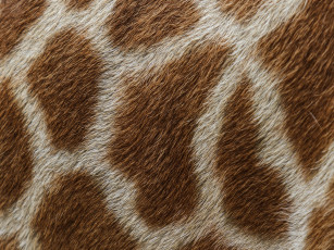 Картинка разное текстуры шерсть жираф шкура пятна мех
