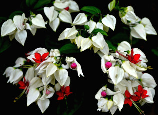 Картинка цветы клеродендрумы белый