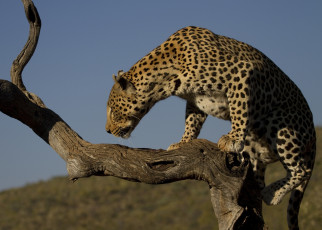 Картинка животные леопарды профиль дерево леопард