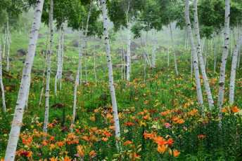 Картинка природа лес березы лилейники