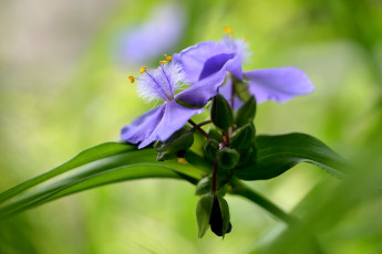 Картинка цветы традесканции фиолетовый