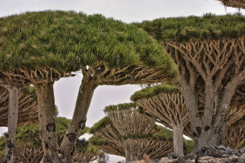 Картинка природа деревья йемен