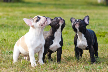 Картинка животные собаки трио щенки