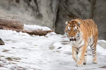Картинка животные тигры снег амурский тигр