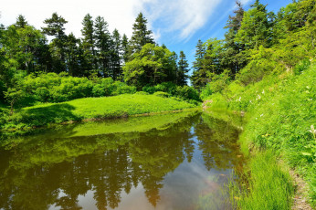 Картинка природа реки озера река лес лето