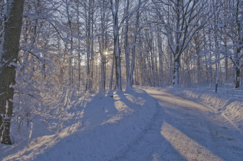 Картинка природа дороги лес деревья зима