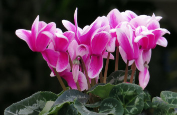 Картинка цветы цикламены розовый