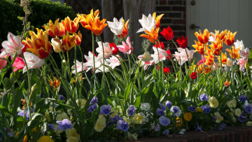 Картинка цветы разные+вместе сад тюльпаны анютины глазки