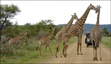 обоя животные, жирафы, саванна, дорога