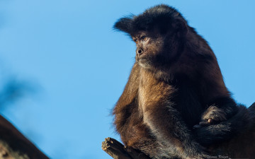 Картинка животные обезьяны капуцин обезьяна