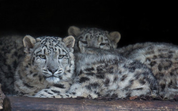 Картинка животные снежный+барс+ ирбис снежный леопард барс