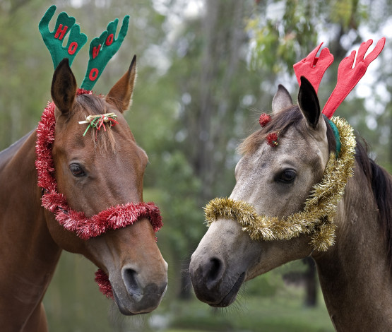 Обои картинки фото животные, лошади, забавные, праздник