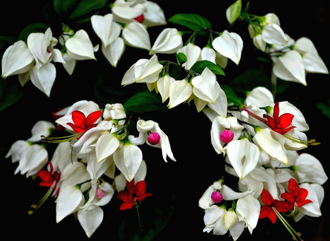 Обои картинки фото цветы, клеродендрумы, белый