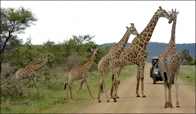 Обои картинки фото животные, жирафы, саванна, дорога