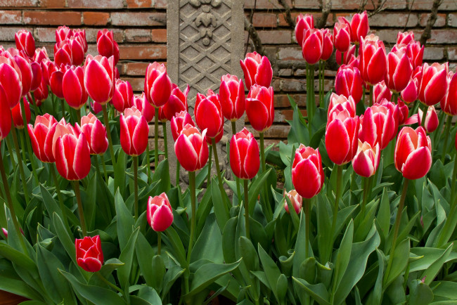 Обои картинки фото цветы, тюльпаны, сад