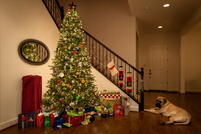 Обои картинки фото праздничные, Ёлки, праздник, собака, подарки