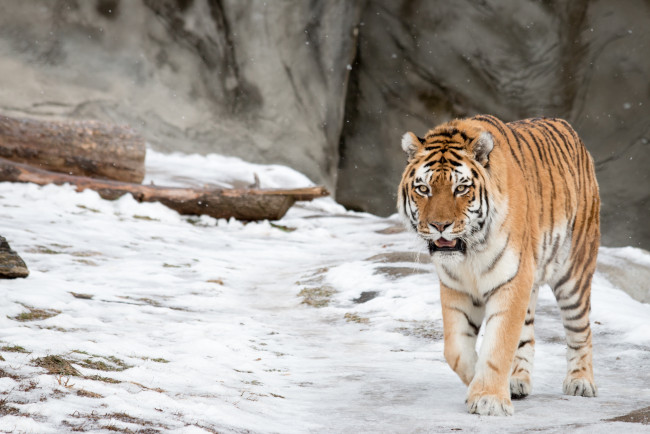Обои картинки фото животные, тигры, снег, амурский, тигр