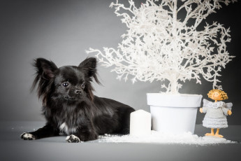 Картинка животные собаки щенок ангел черный