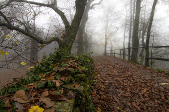 обоя природа, дороги, листья, туман, осень, парк