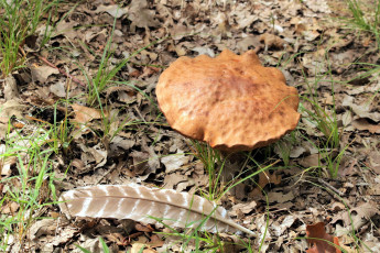 Картинка природа грибы перо гриб листья