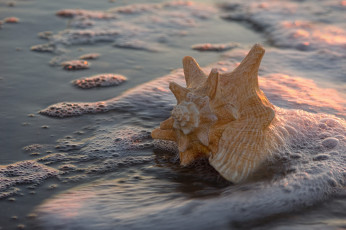 Картинка разное ракушки +кораллы +декоративные+и+spa-камни песок прибой макро закат свет берег вода пена ракушка