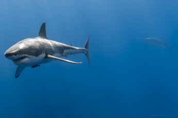 Картинка shark животные акулы акула мир белая подводный вода рыба