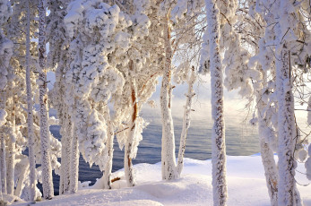 Картинка природа зима иней сибирь мороз снег