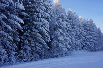 Картинка природа зима лес елки снег мороз деревья