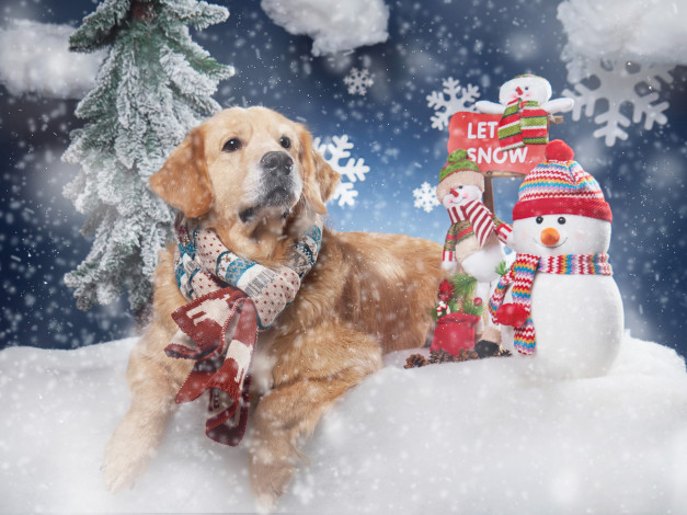 Обои картинки фото животные, собаки, собака, снег, шарф, снежинки, снеговики