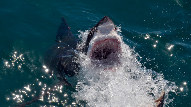 Обои картинки фото shark  attack, животные, акулы, подводный, челюсти, вода, мир, рыба, attack, акула, shark