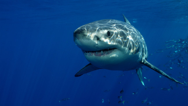 Обои картинки фото shark, животные, акулы, мир, подводный, белая, вода, акула, рыба
