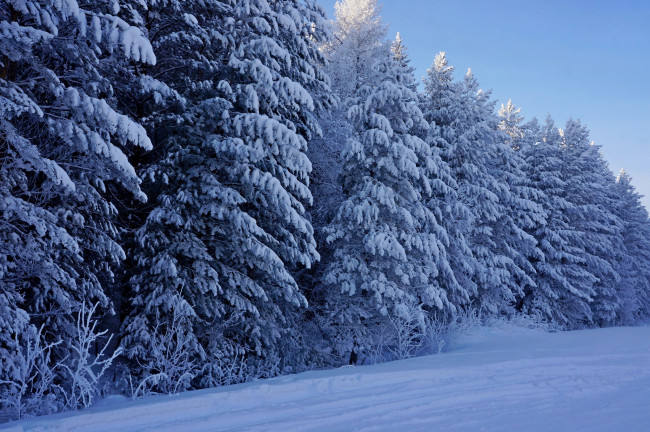 Обои картинки фото природа, зима, лес, елки, снег, мороз, деревья