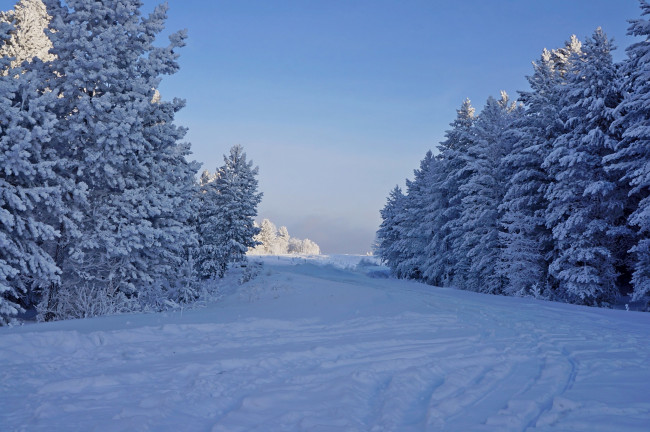 Обои картинки фото природа, зима, лес, иней, елки, снег, деревья, мороз