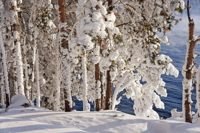 Обои картинки фото природа, зима, снег, иней, мороз, деревья, лес, река, сосны