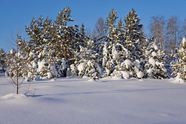 Обои картинки фото природа, зима, снег, сосны, мороз, деревья, лес
