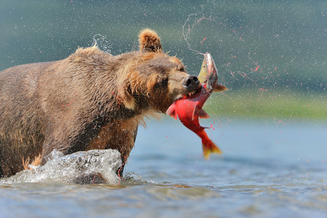 Обои картинки фото животные, медведи, рыбалка, обед, лосось, рыба, хищник, охота, бурый, медведь