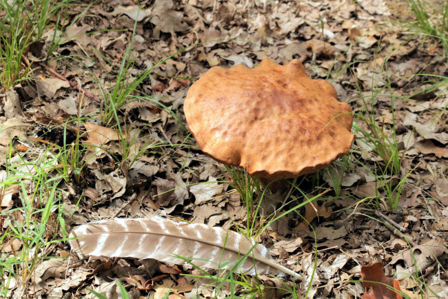 Обои картинки фото природа, грибы, перо, гриб, листья
