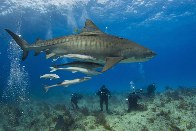 Обои картинки фото shark, животные, акулы, аквалангисты, вода, рыба, акула, мир, подводный