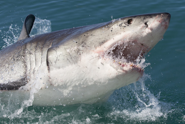 Обои картинки фото shark  attack, животные, акулы, мир, акула, attack, подводный, shark, челюсти, вода, рыба