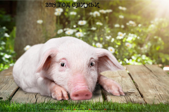 Картинка календари праздники +салюты поросенок свинья цветы
