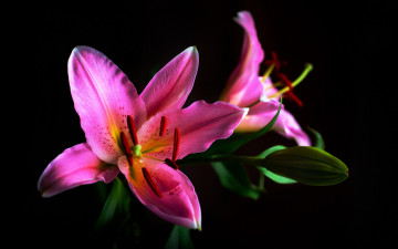 Картинка цветы лилии +лилейники лепестки
