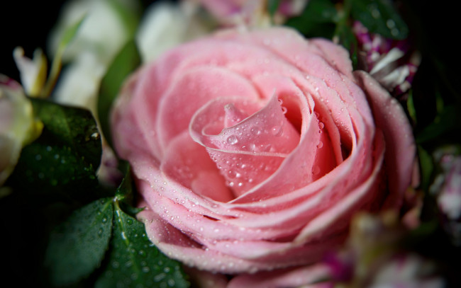 Обои картинки фото цветы, розы, бутон, роза, розовый, капли, макро
