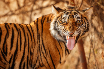 Картинка животные тигры язык морда тигр дикая кошка