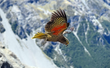 Картинка животные попугаи конго серый попугай птица полет красивый окрас psittacus erithacus