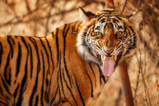 Обои картинки фото животные, тигры, язык, морда, тигр, дикая, кошка